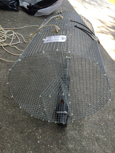 http://ritchieconsultants.com/images/Fishing/2015-07-18-MinnowTrap.jpg